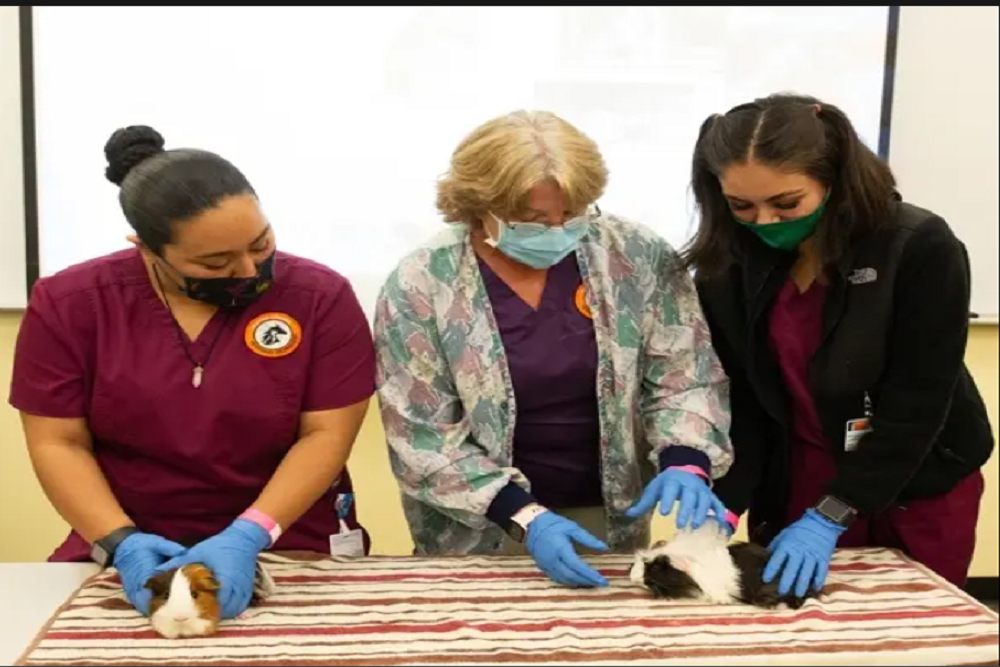 Ventura County Community Foundation Awards 2,556 to Ventura College Foundation To Support Ventura College’s Veterinary Technology Program