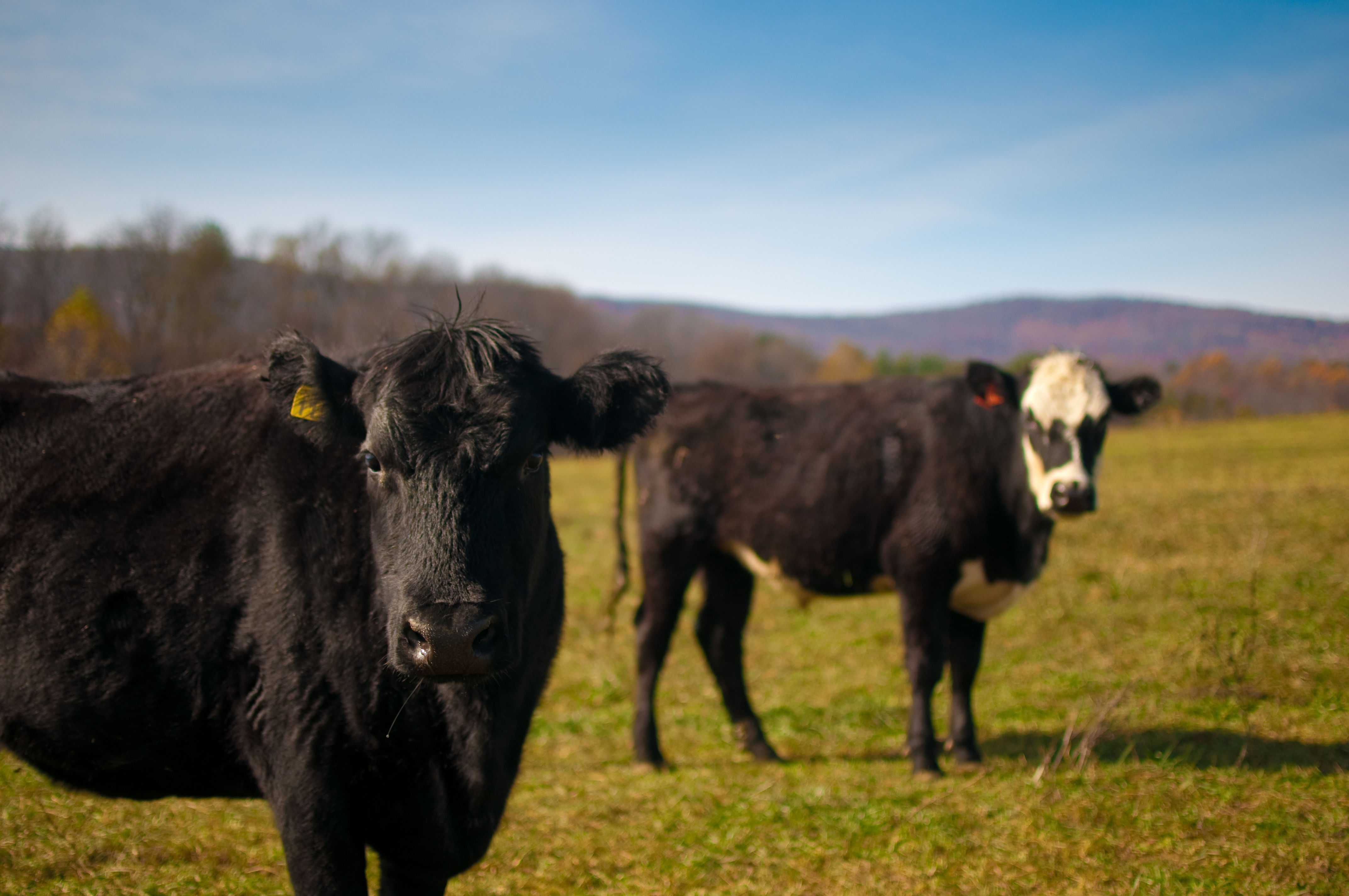 Beef Cattle Production Beef Cattle Production