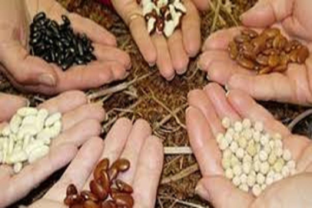 GREENSBORO PARKS AND RECREATION: Germinate Your Own Seeds and Grow Healthy Plants To Maturity GREENSBORO PARKS AND RECREATION: Germinate Your Own Seeds and Grow Healthy Plants To Maturity