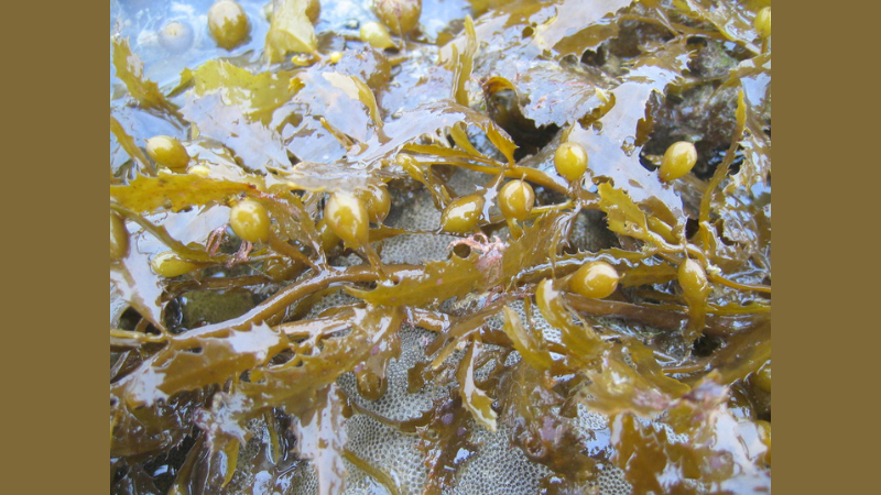 Giant Sargassum Seaweed