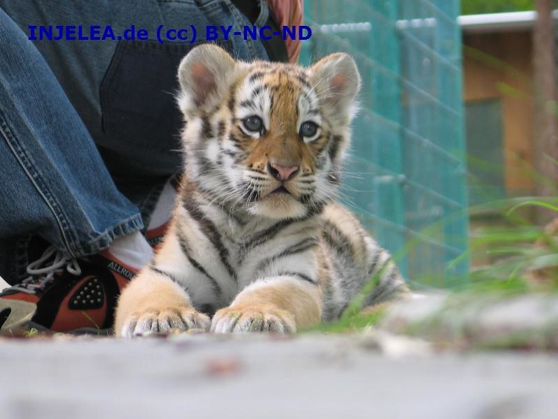 It’s Official – Little Tiger Island has been protected and is now the property of the State of Florida