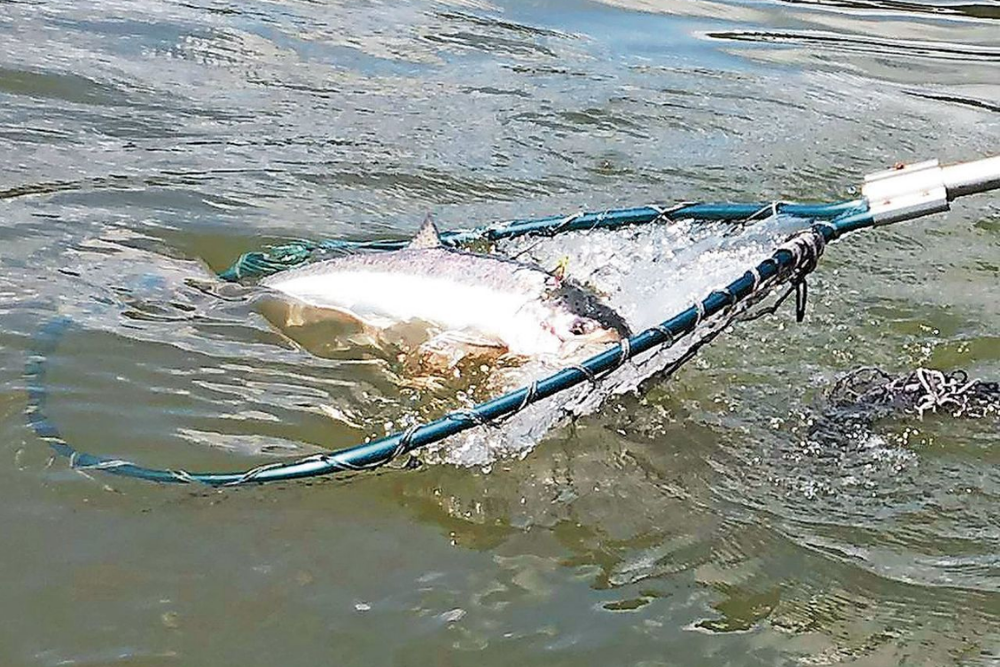 Willapa River to open for hatchery spring Chinook retention