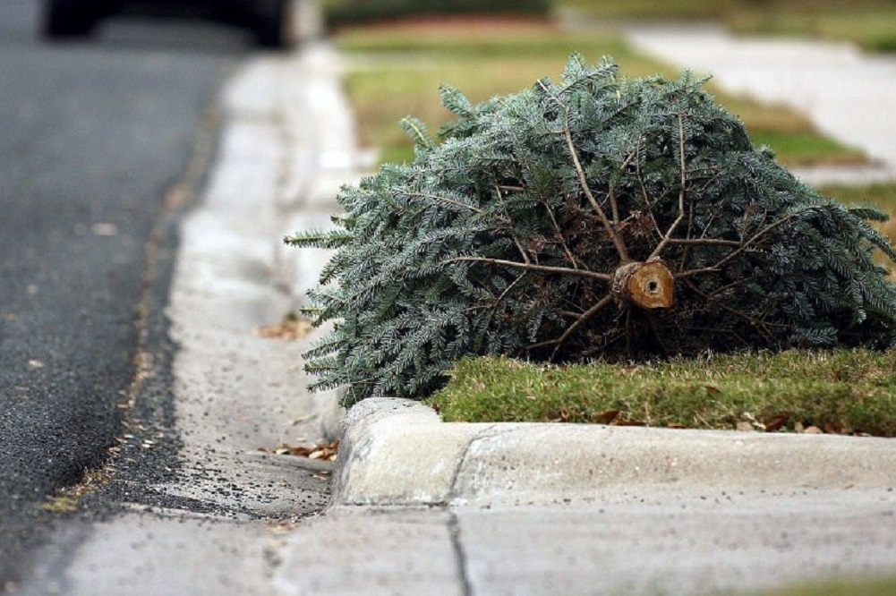 Christmas Tree Pick Up on January 10