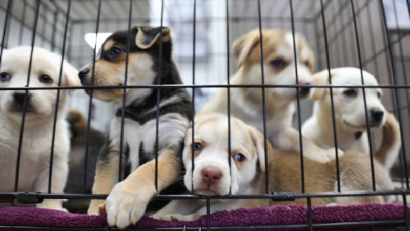 Sandoval County Announces a Pets Available for Adoption