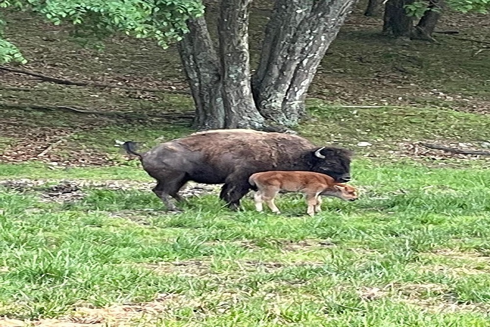St. Louis County – Birthing Season for Elk and Bison at Lone Elk Park