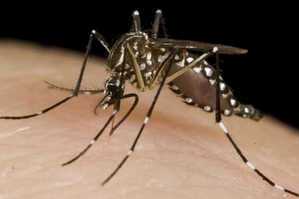 Health Officials Urge Awareness Of Mosquito-Borne Illnesses
