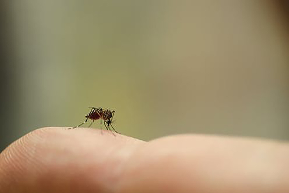 Sumter County Ready for Mosquito Season and new Spraying Alert System