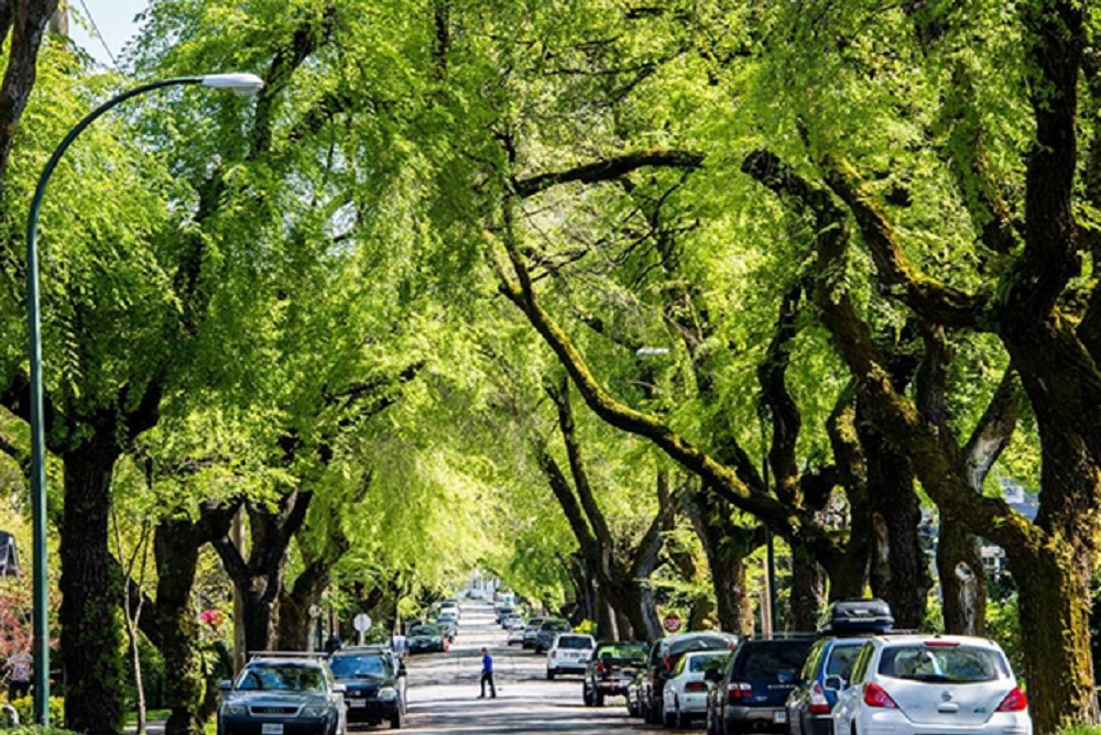 Help Grow the City’s Tree Canopy