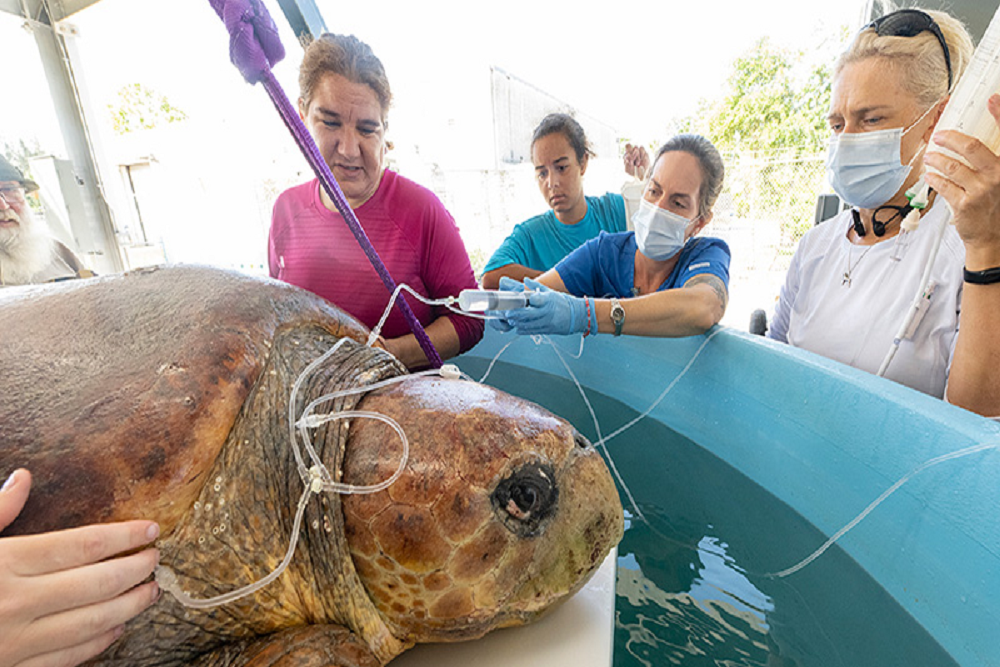 Sea Turtle Hospital open at Zoo Miami