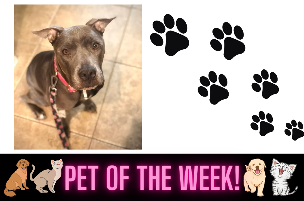 Pet of the Week: Quinn
