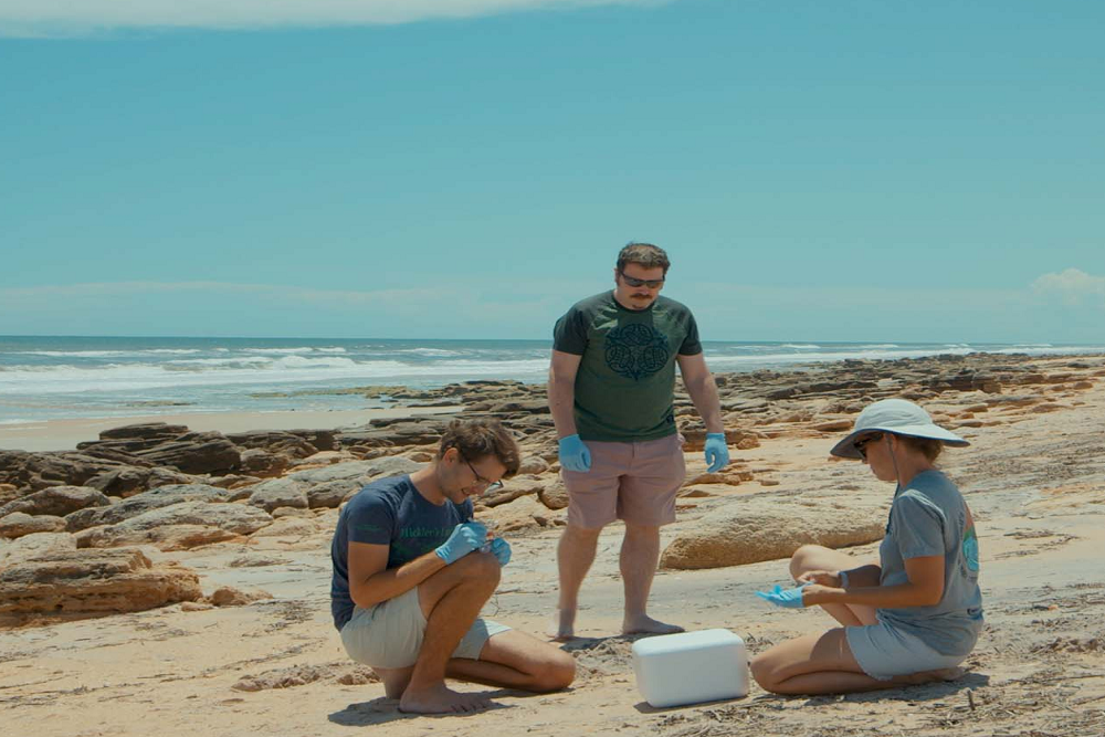 Sea turtle conservation gets boost from new DNA detection method