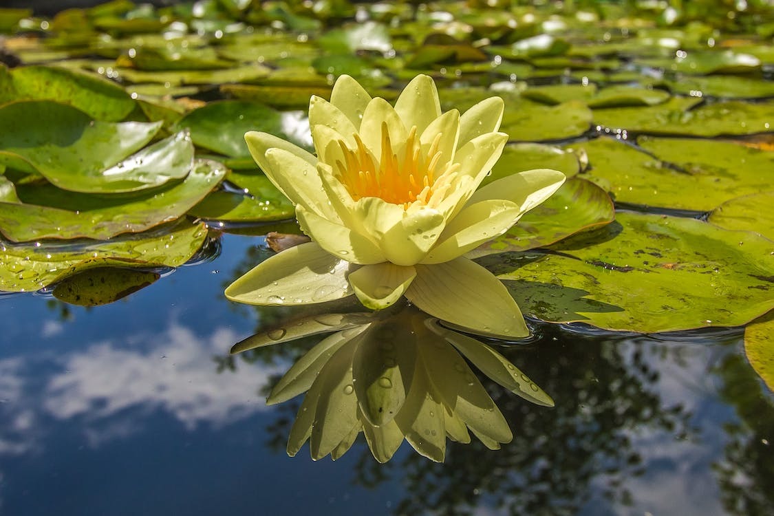 FGCU’s blossoming relationship with the Naples Botanical Garden benefits students, alumni and international partners FGCU’s blossoming relationship with the Naples Botanical Garden benefits students, alumni and international partners