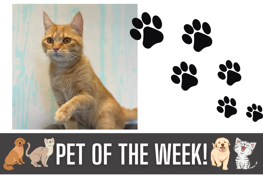 Pet of the Week: Debbie