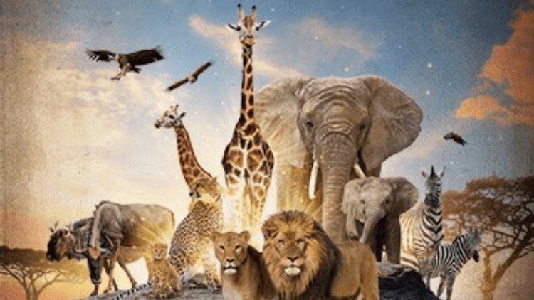 Serengeti: A Journey to the Heart of Africa on Dec 31