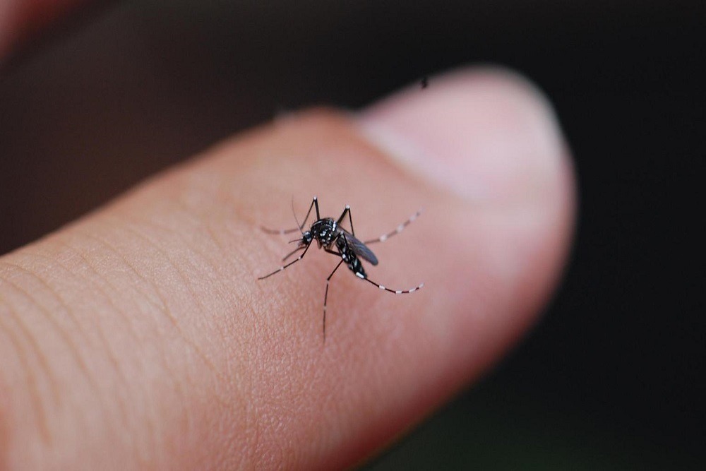 Health District, Partners Respond to Mosquito Issue in East Lake, Washoe Valley Area