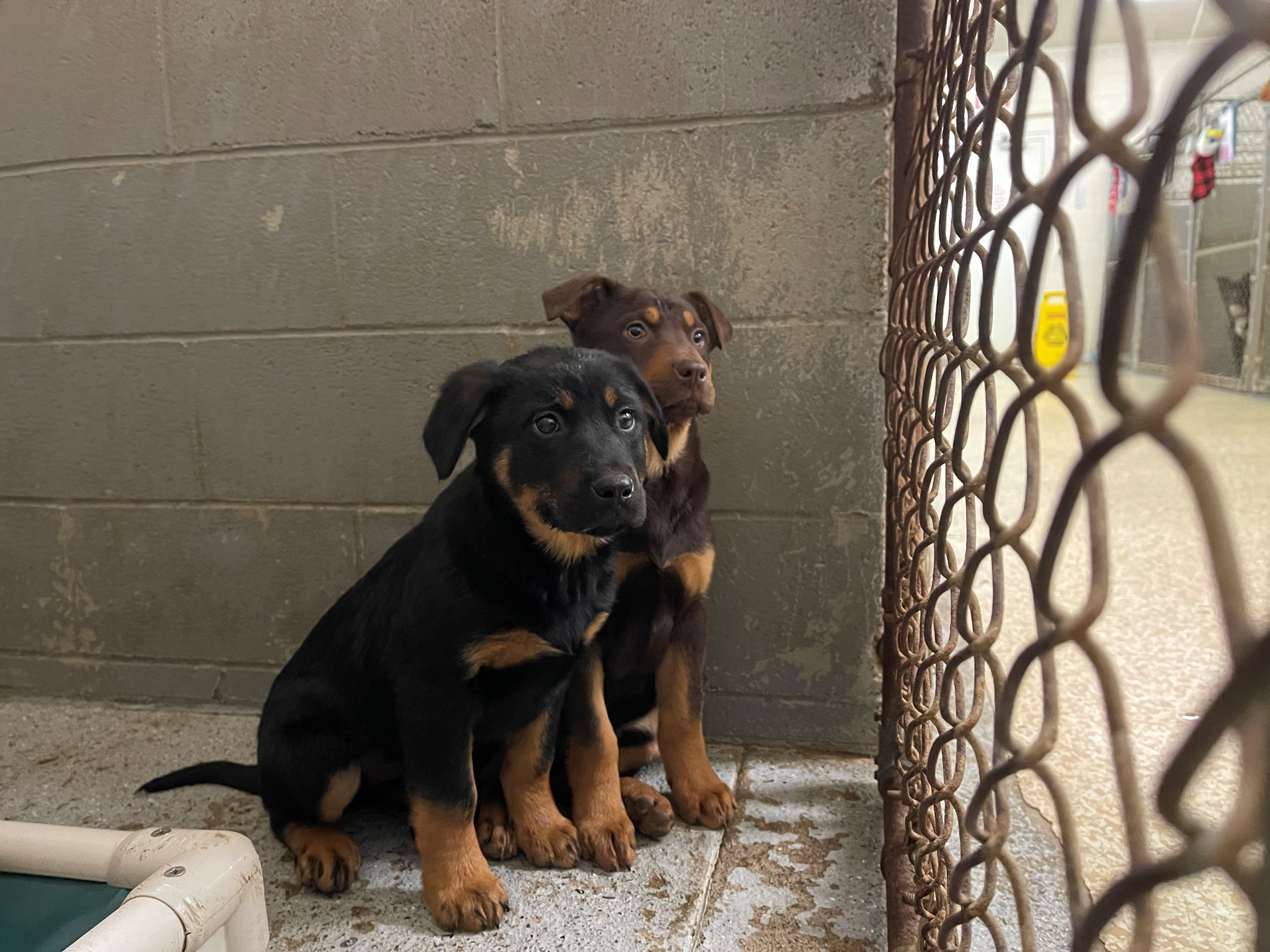 They went home! Thank you to everyone who helped these babies!
