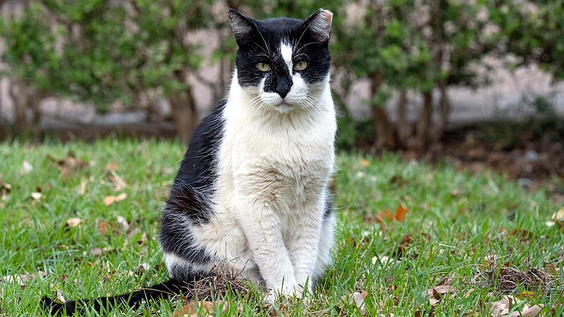 UT on late resident feline: ‘A welcoming friend on our campus for many years’ UT on late resident feline: ‘A welcoming friend on our campus for many years’