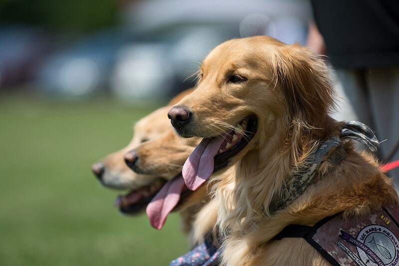 Seminole Chamber of Commerce Adoption Event