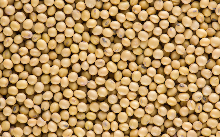Joint venture to produce soybean project