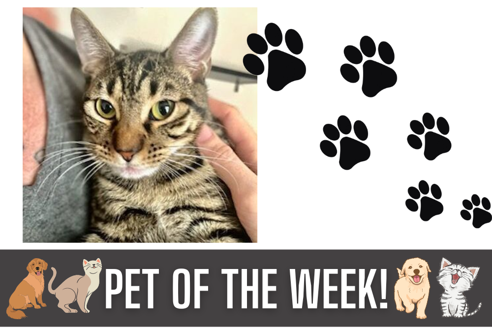 Pet of the Week: Desi