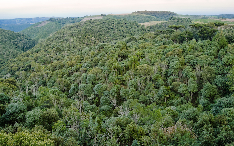 Brazilian real depreciation helps increase forest products exports